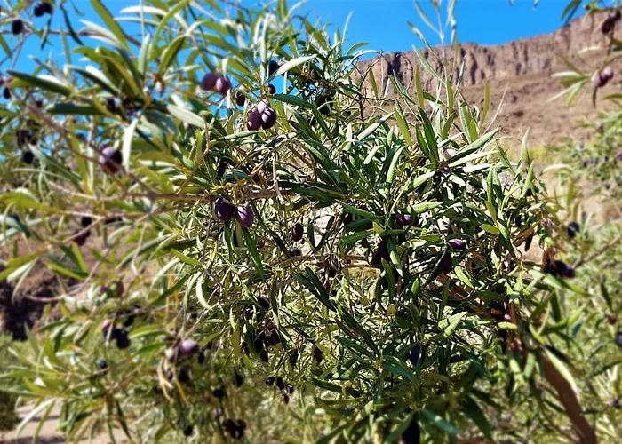 Olivas - Unique With Heated Pool Маспаломас